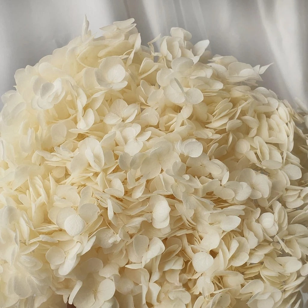 1 Bunch Preserved Whole Hydrangea - Broken White