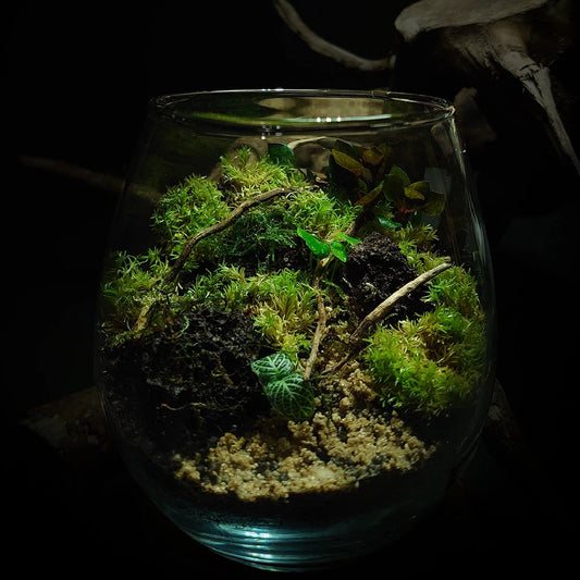 Mystical Luna Terrarium Mini - A